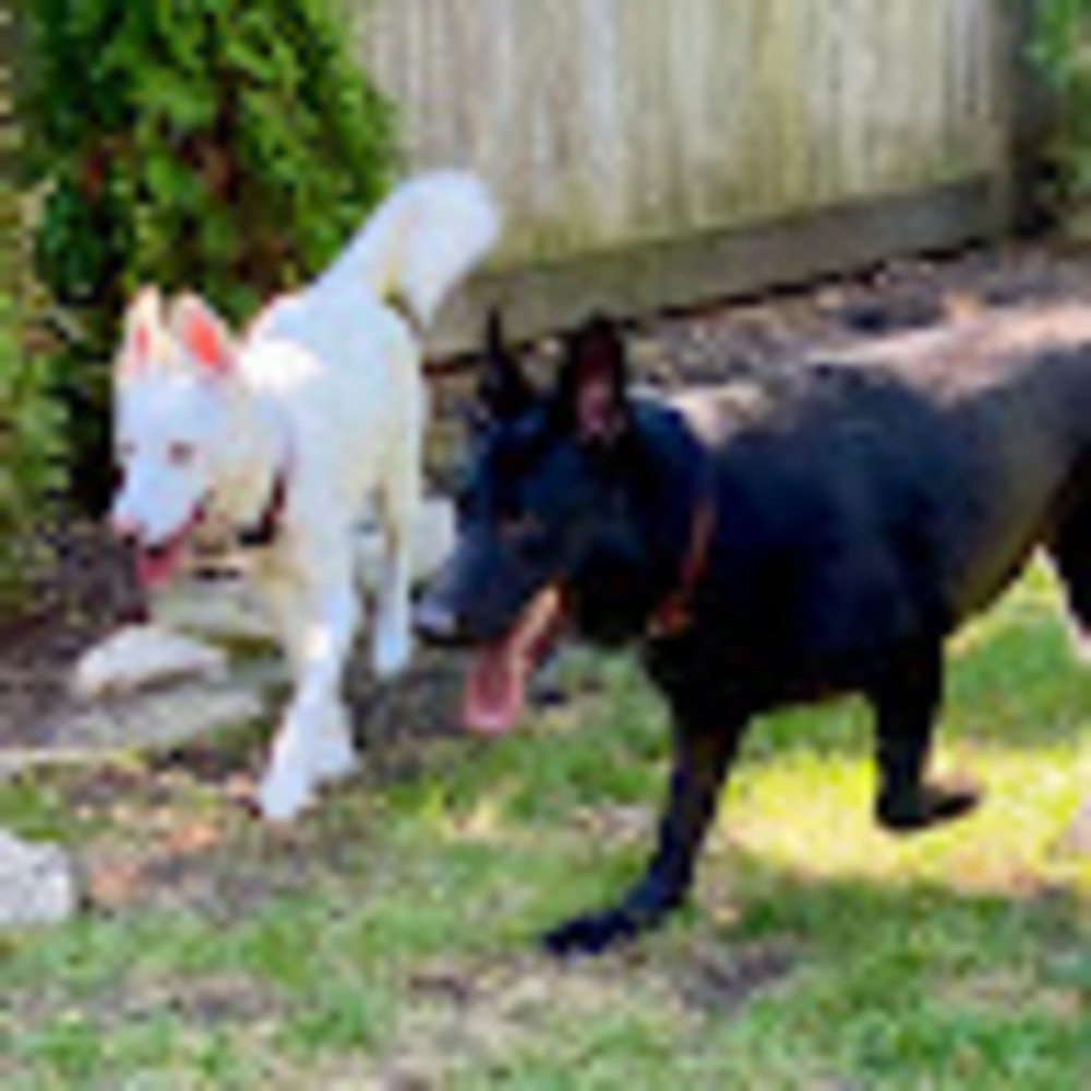 Meet your Posher, Sandy